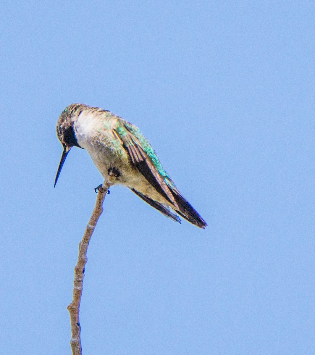 Broad-tailed Hummingbird - ML619742046