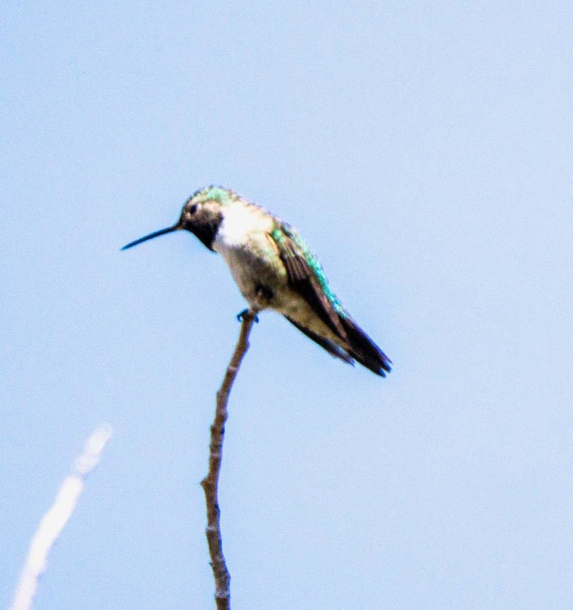 Broad-tailed Hummingbird - ML619742047