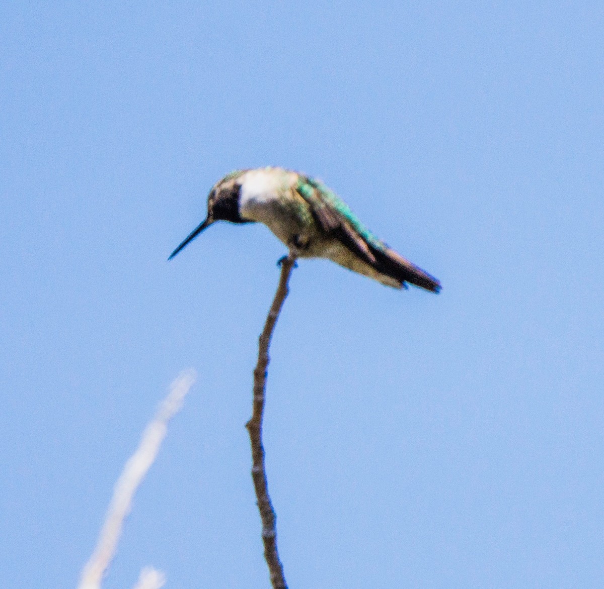 Broad-tailed Hummingbird - ML619742048