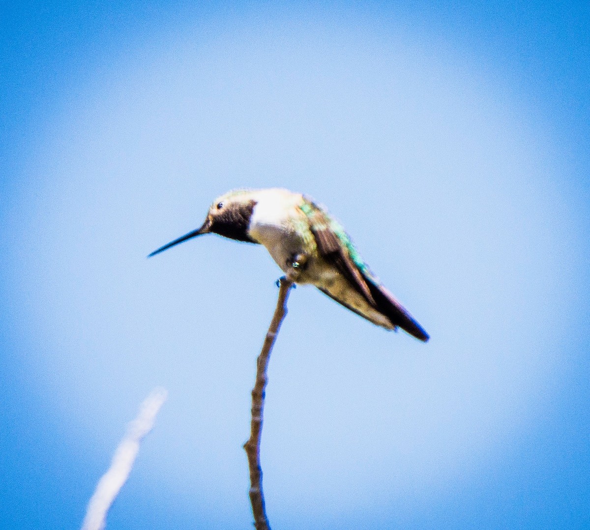 Broad-tailed Hummingbird - ML619742050