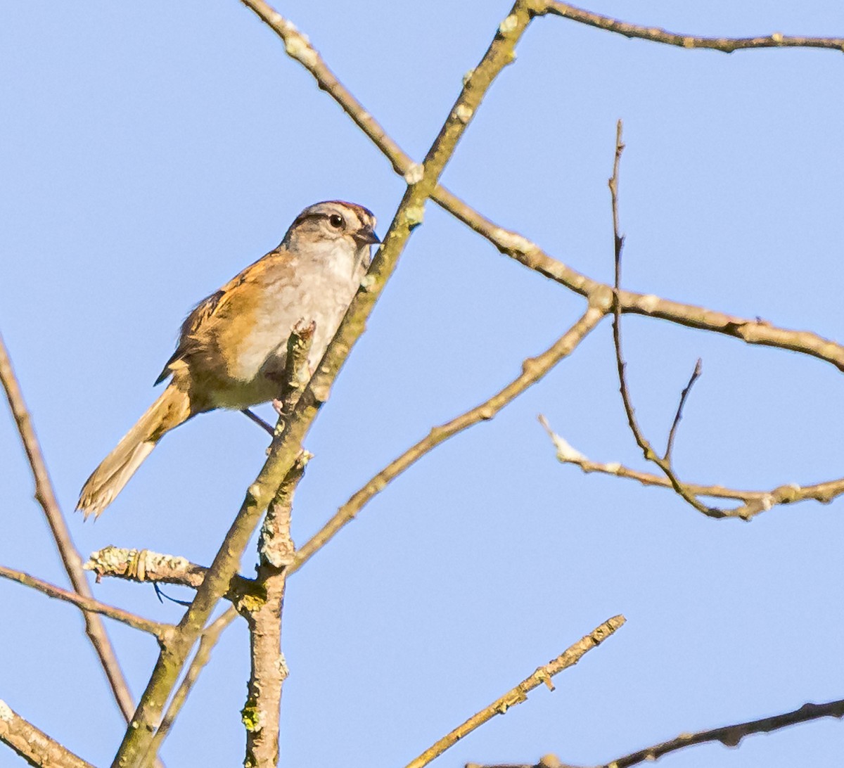 Swamp Sparrow - ML619742105