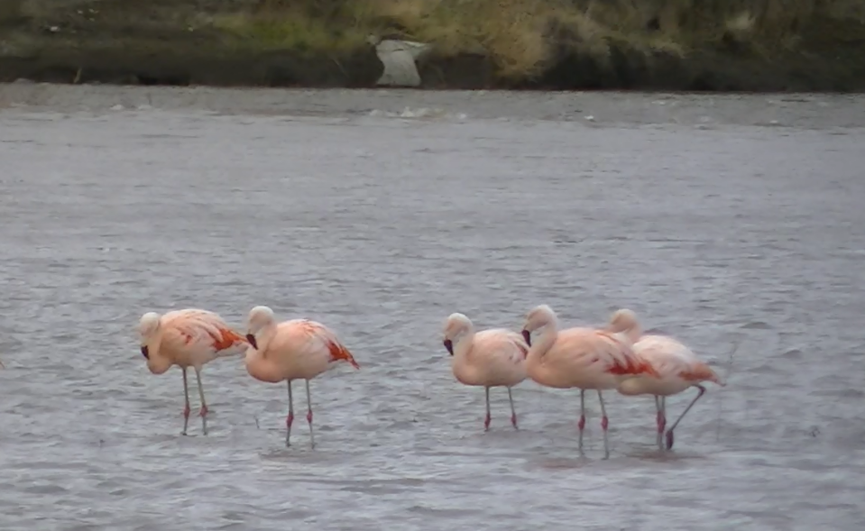 Chilean Flamingo - Carla Porro