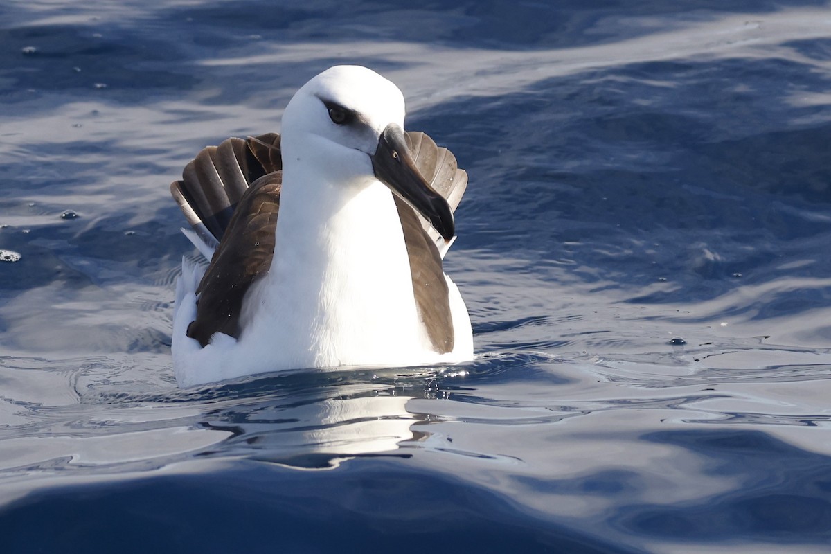 Albatros bekainduna (impavida) - ML619742128