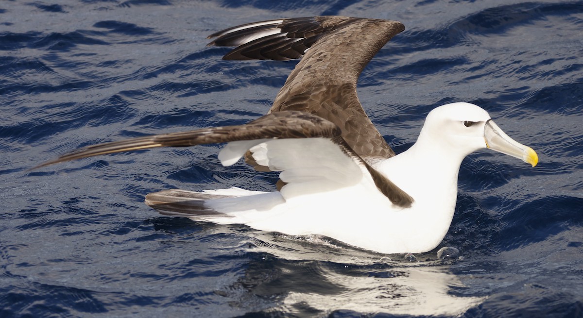 White-capped Albatross - ML619742174