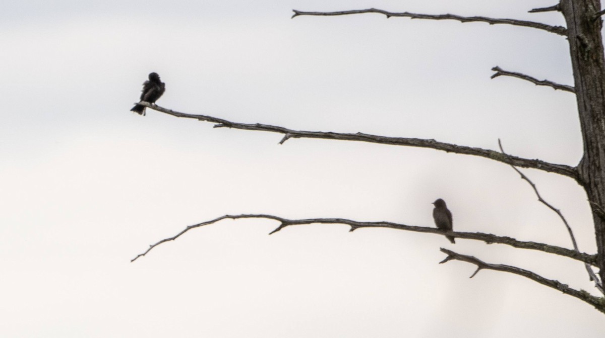 Northern Rough-winged Swallow - ML619742225