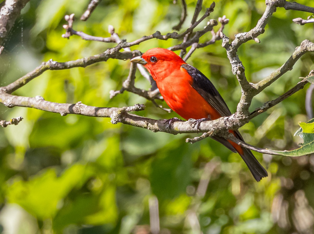 Scarlet Tanager - ML619742262
