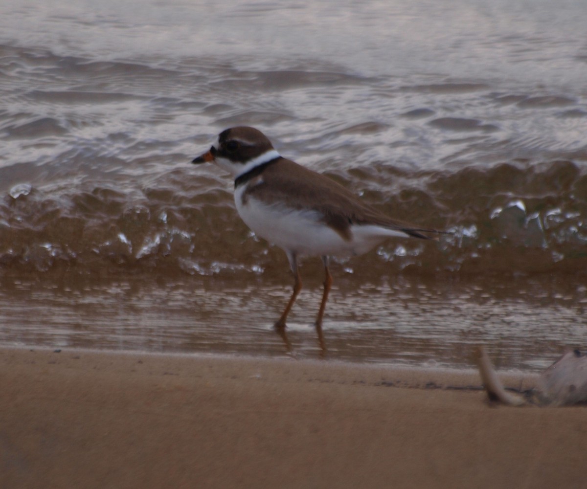 Semipalmated Plover - ML619742336