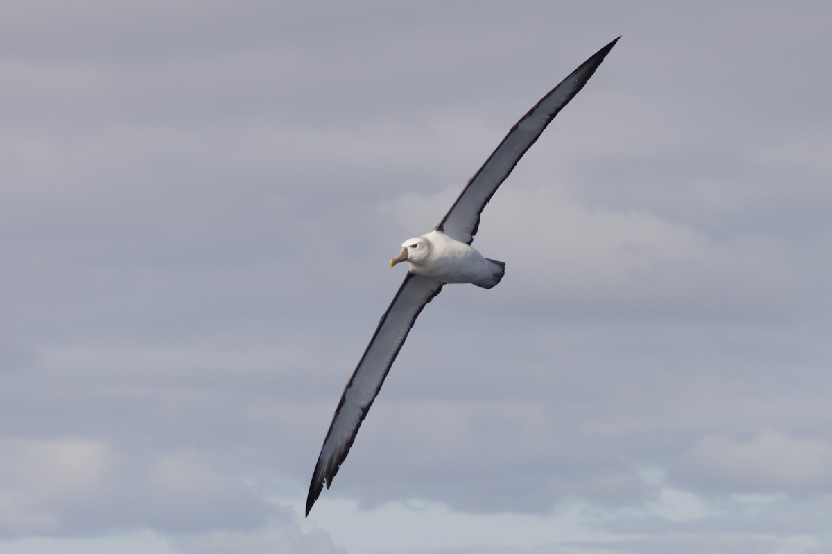 White-capped Albatross - ML619742340