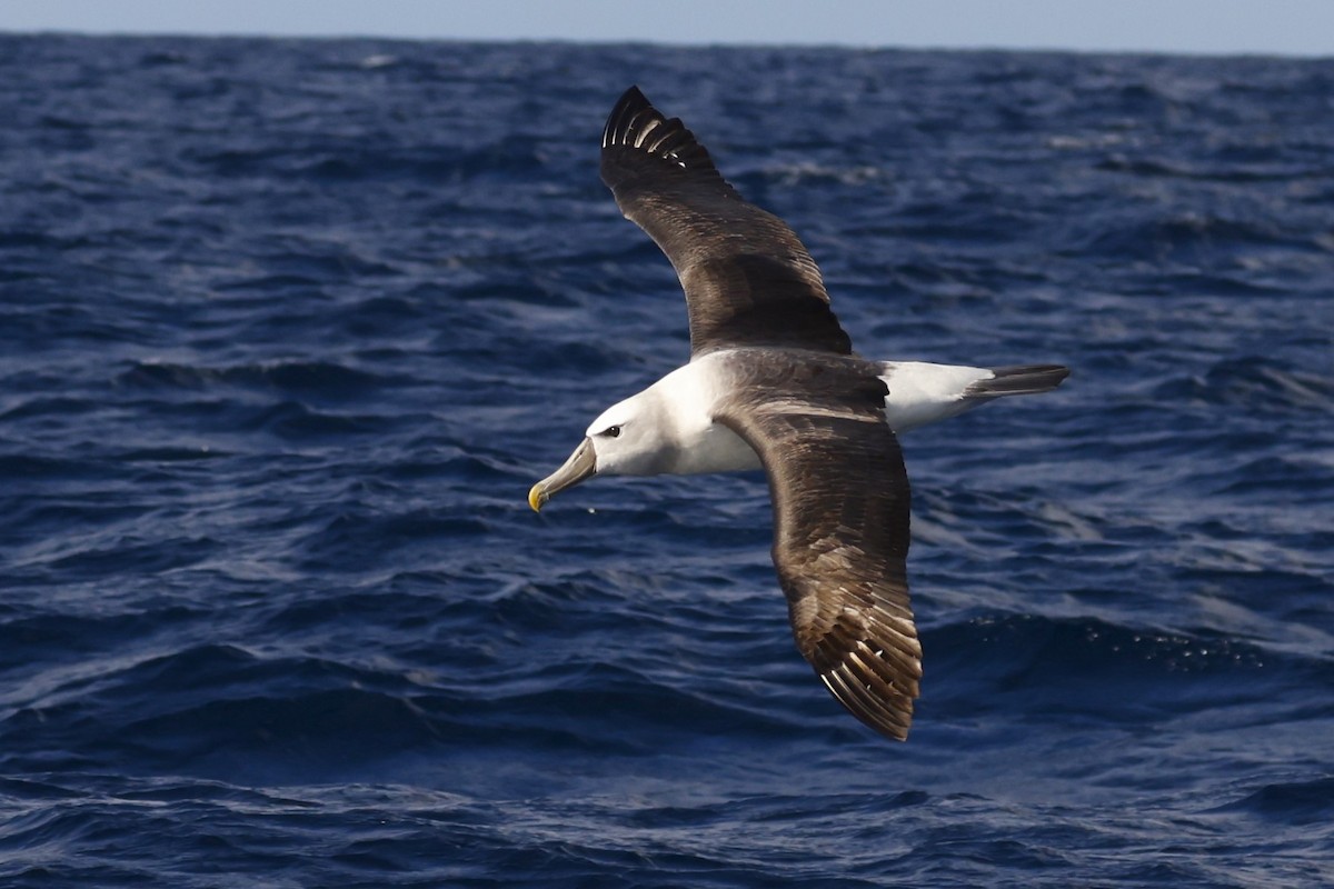 White-capped Albatross - ML619742341