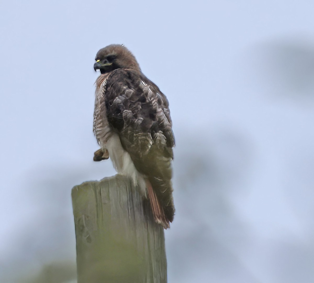 Red-tailed Hawk - ML619742379