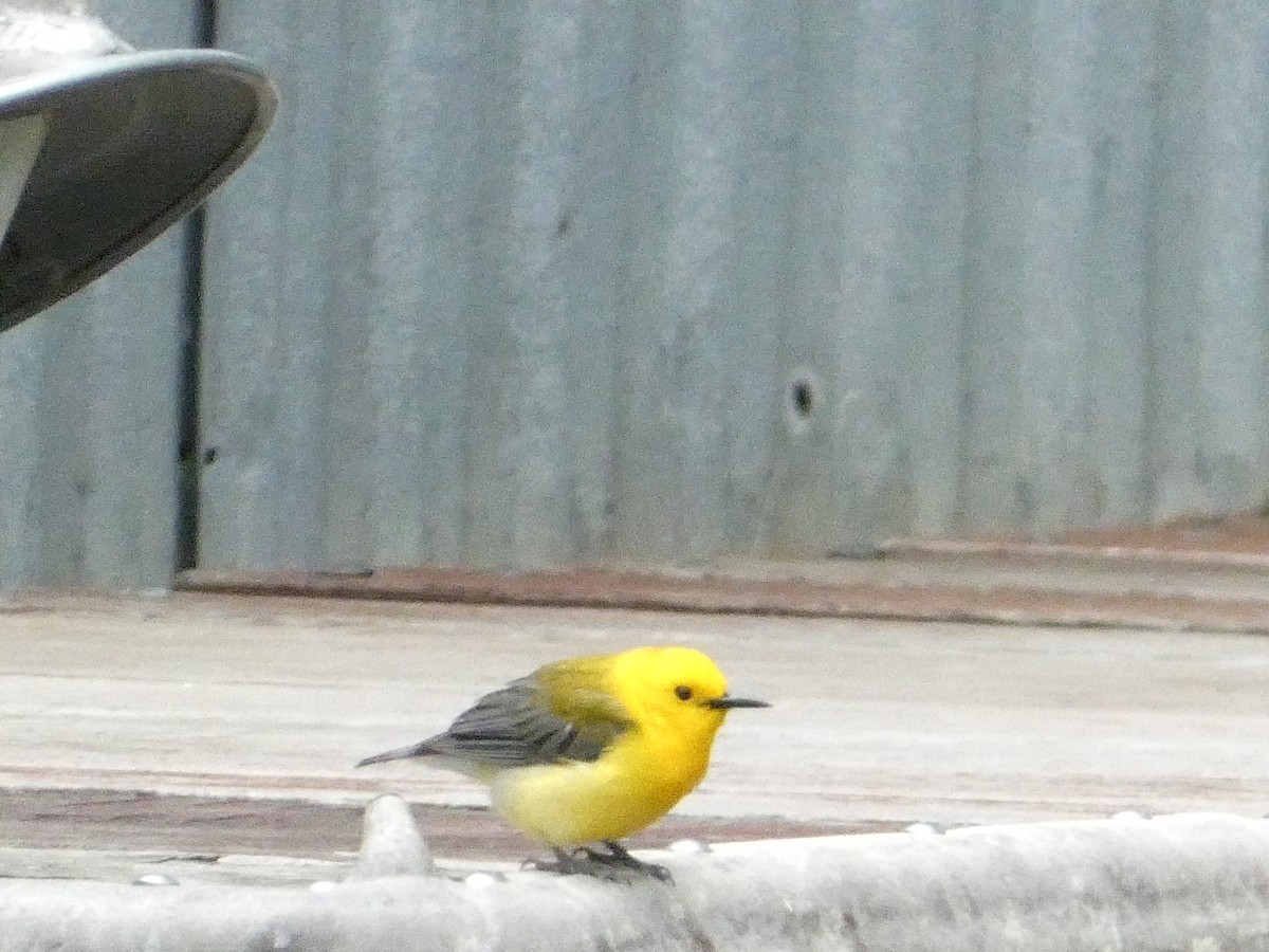Prothonotary Warbler - ML619742407