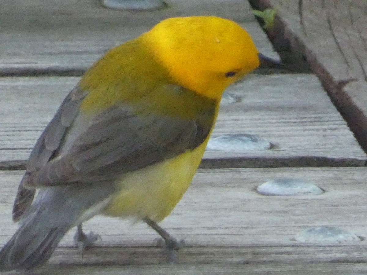 Prothonotary Warbler - ML619742408