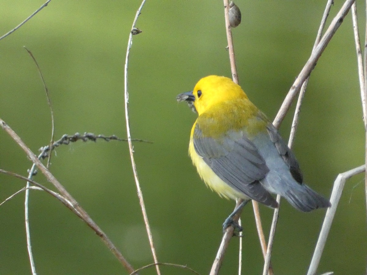 Prothonotary Warbler - ML619742410