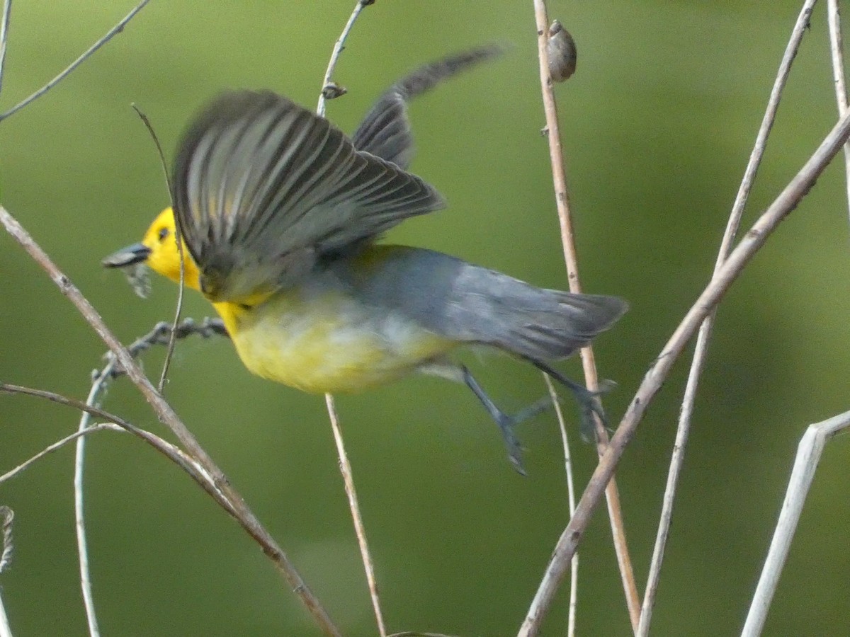 Prothonotary Warbler - ML619742411