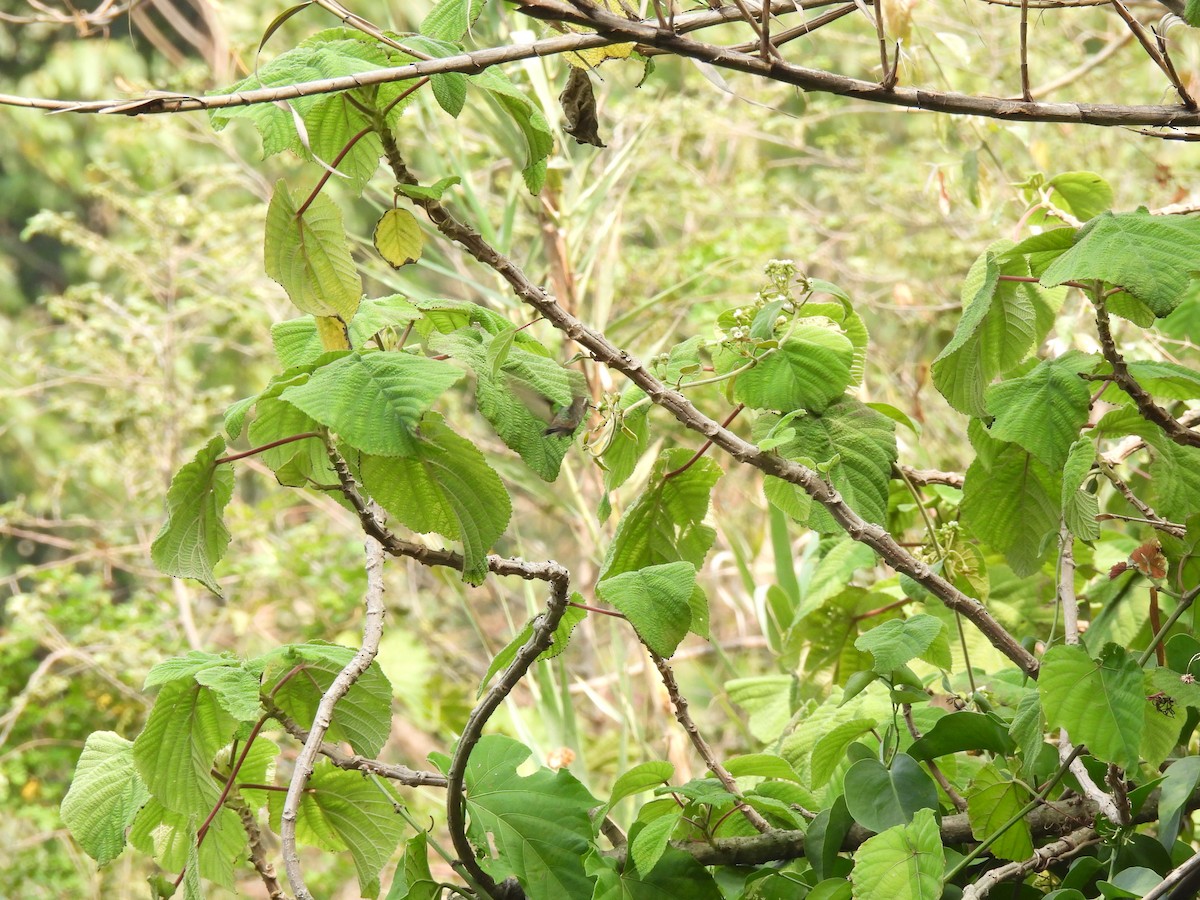 White-eared Hummingbird - ML619742430