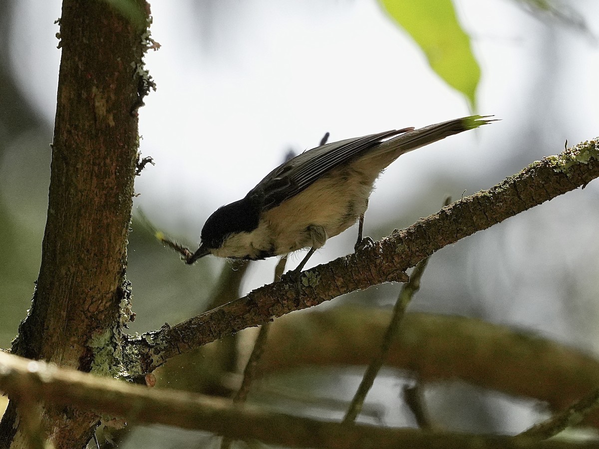 Red-breasted Nuthatch - ML619742437