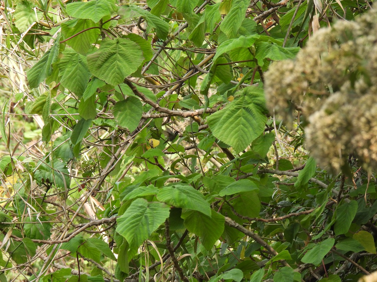 White-eared Hummingbird - ML619742440