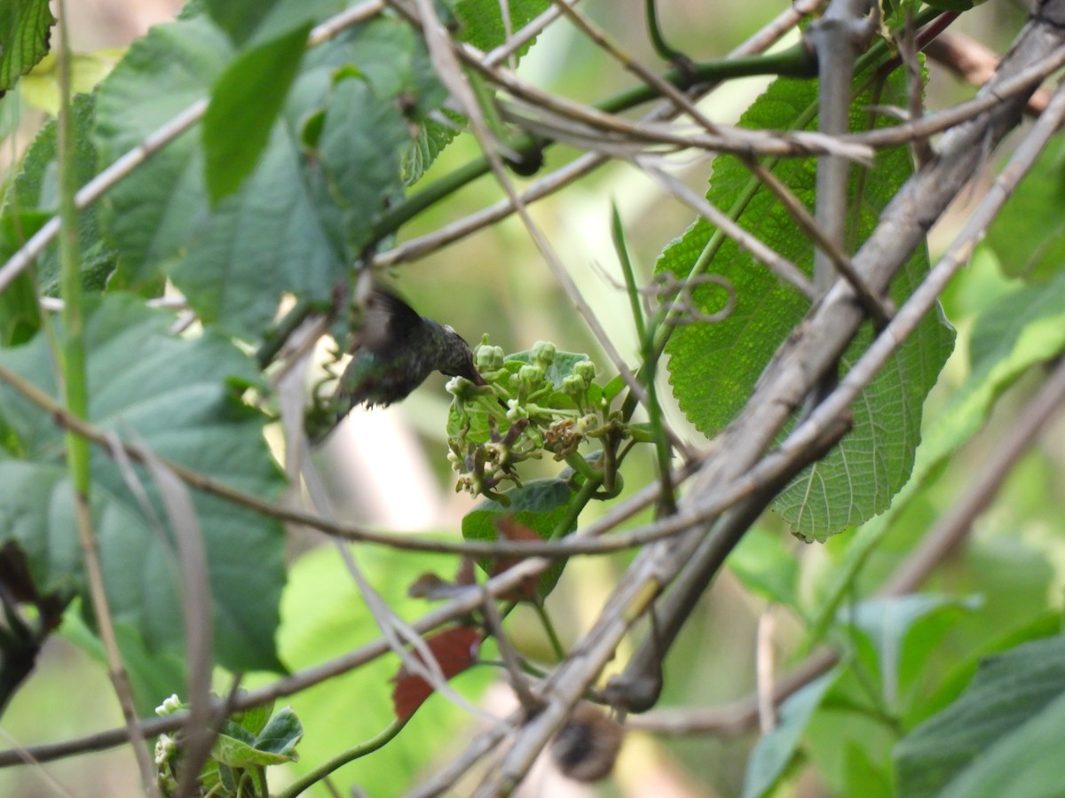 White-eared Hummingbird - ML619742442