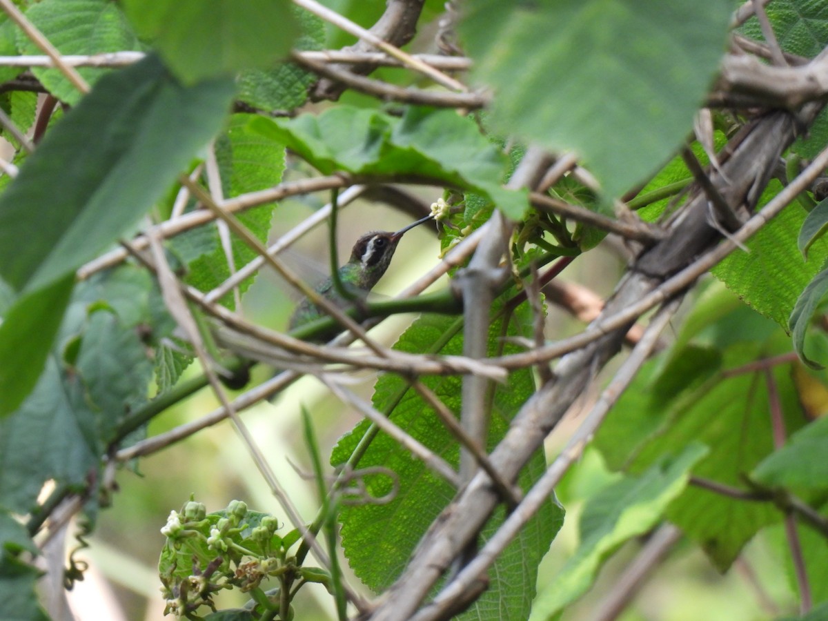 White-eared Hummingbird - ML619742443
