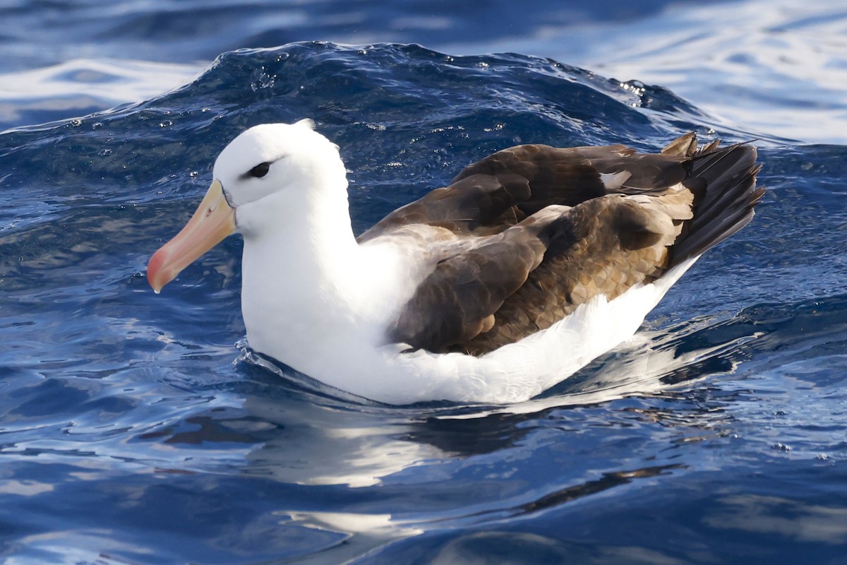 Чернобровый альбатрос (melanophris) - ML619742467