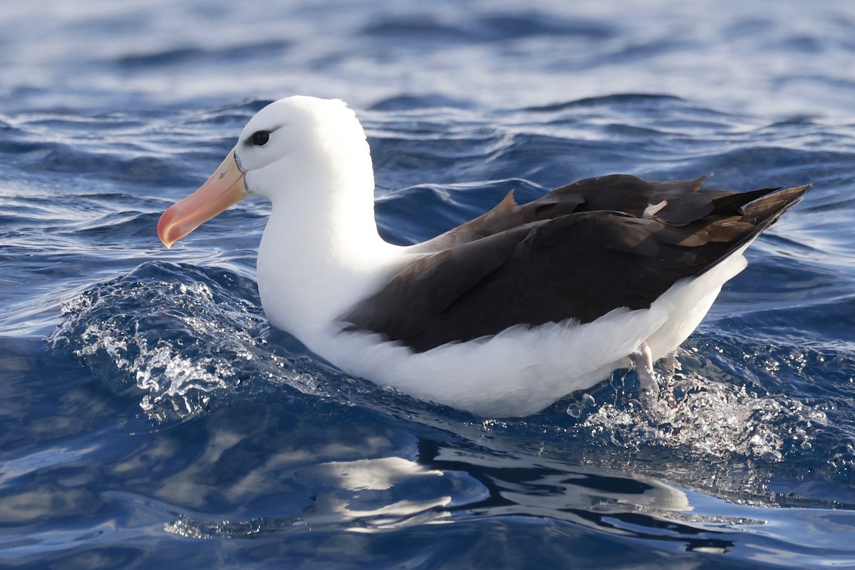 Black-browed Albatross (Black-browed) - ML619742468