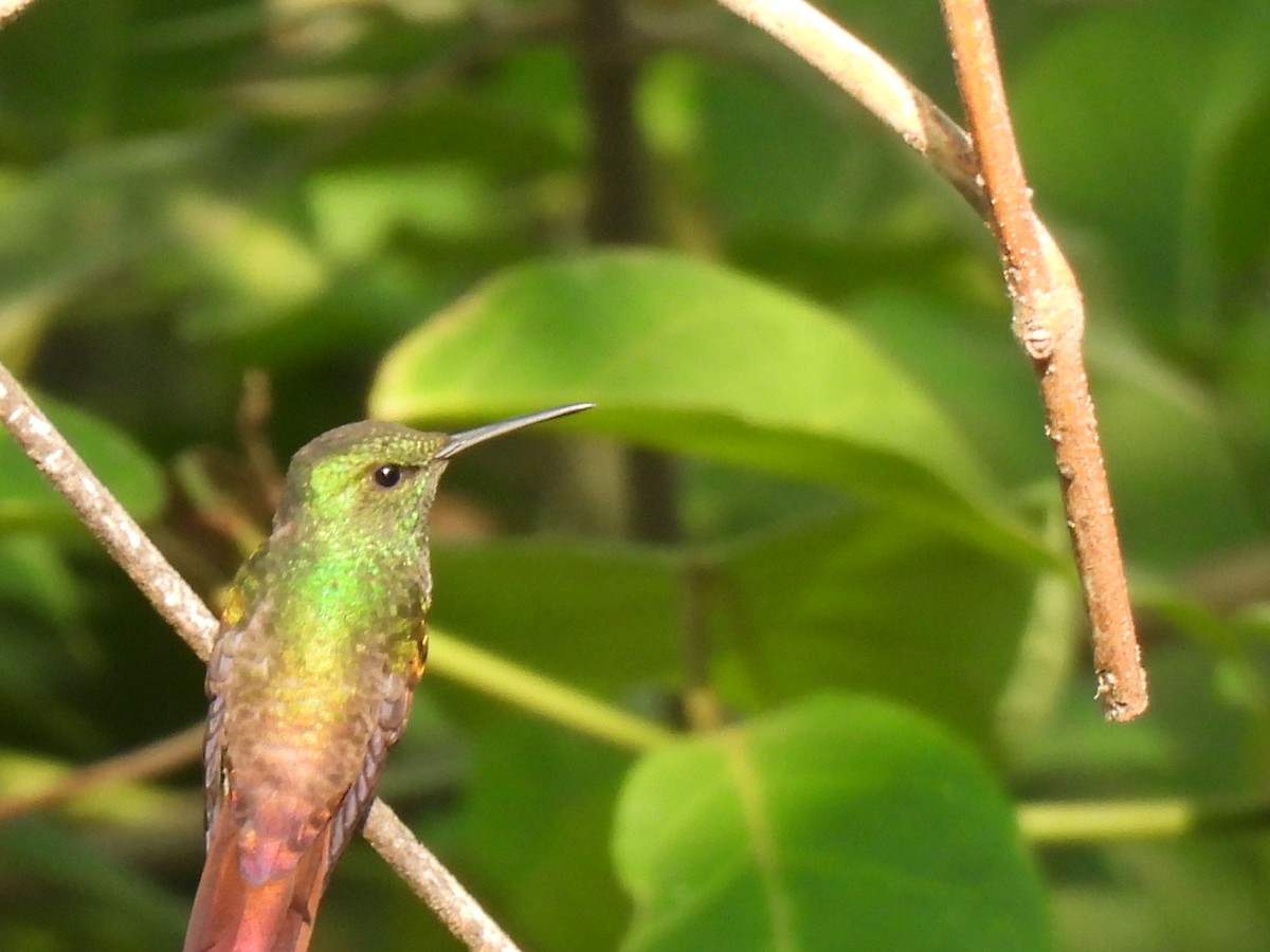 kolibřík mexický - ML619742504