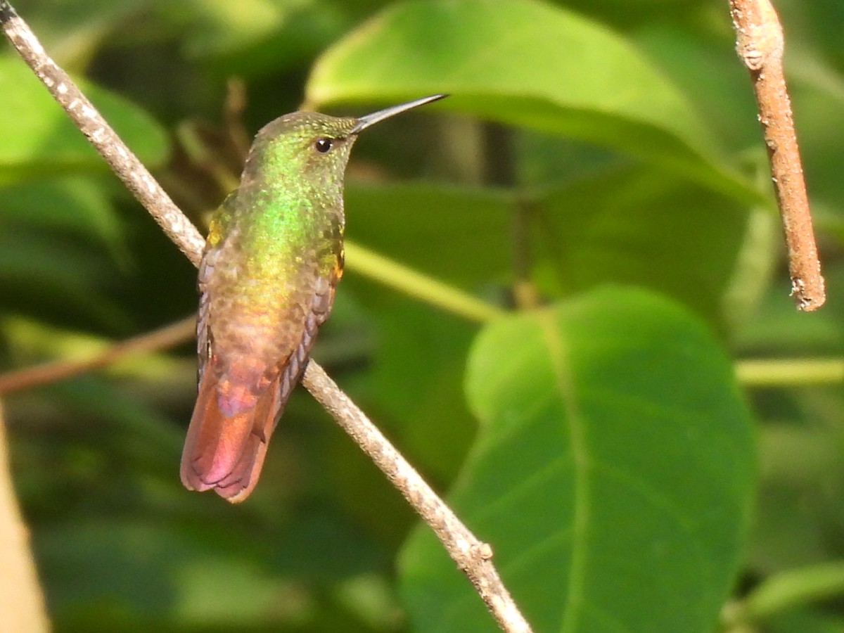 kolibřík mexický - ML619742508