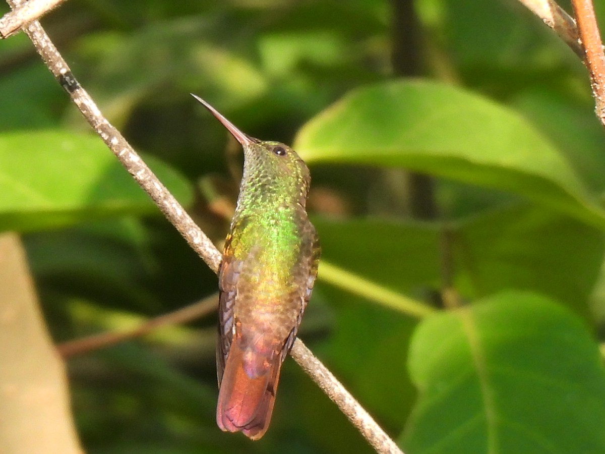 kolibřík mexický - ML619742509