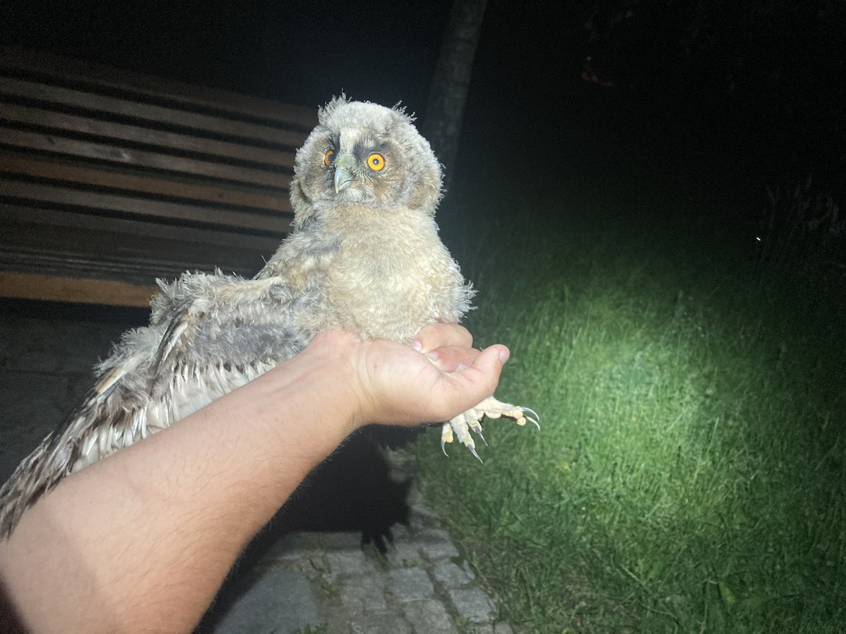 Long-eared Owl - ML619742528