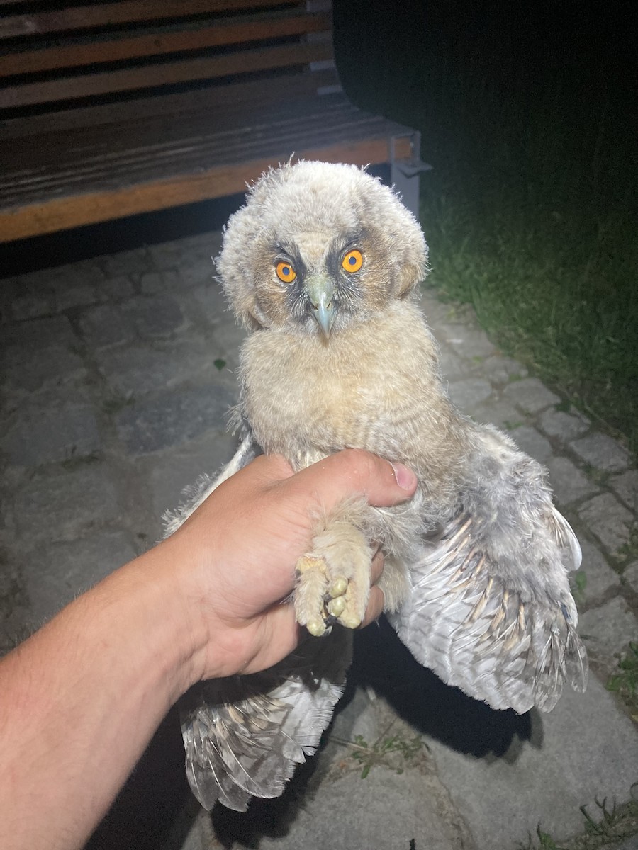 Long-eared Owl - ML619742529