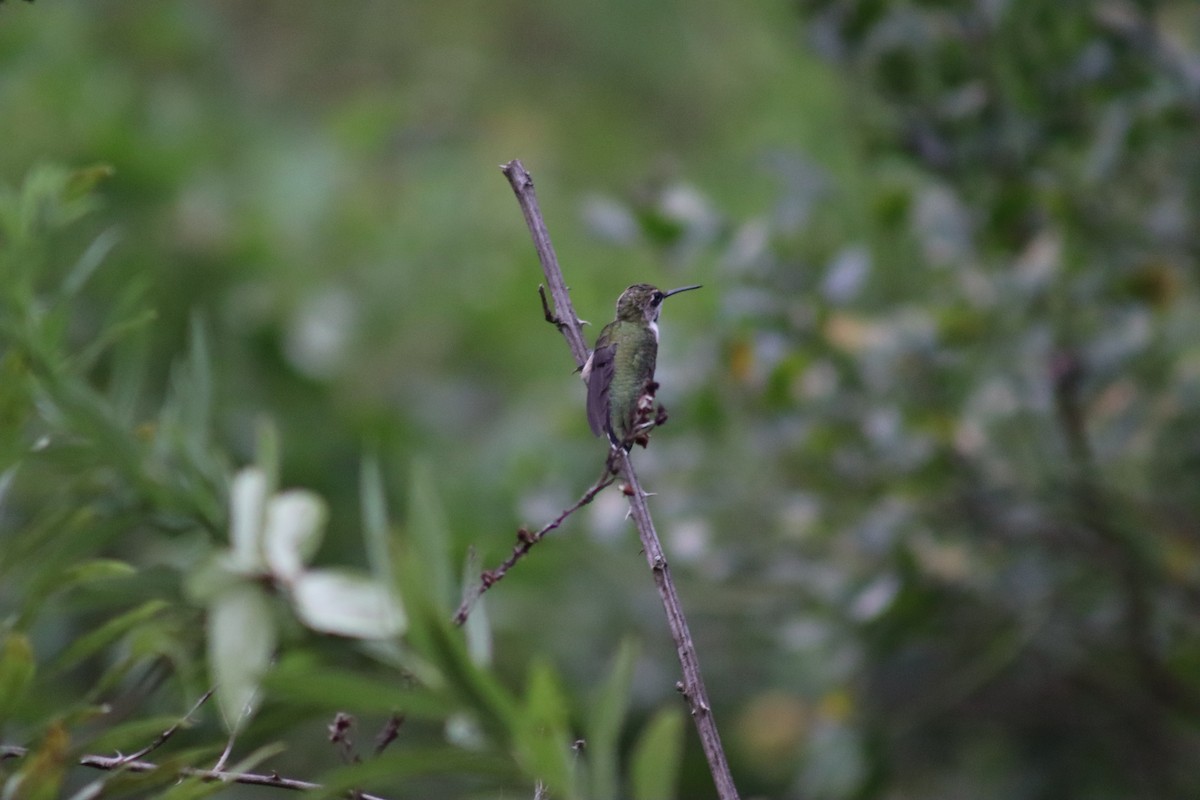 Ruby-throated Hummingbird - ML619742531