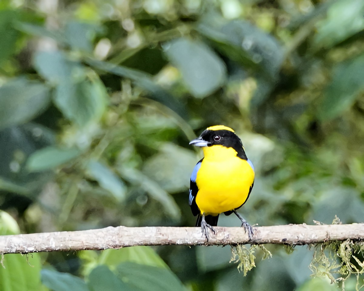 Blue-winged Mountain Tanager - ML619742556