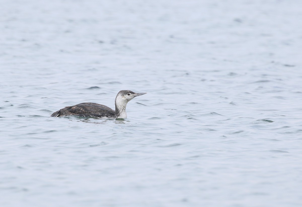 Red-throated Loon - ML619742622