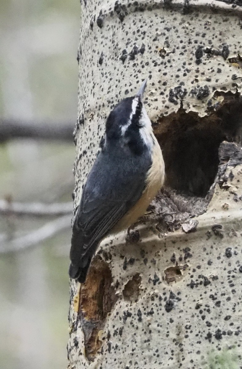 Red-breasted Nuthatch - ML619742636