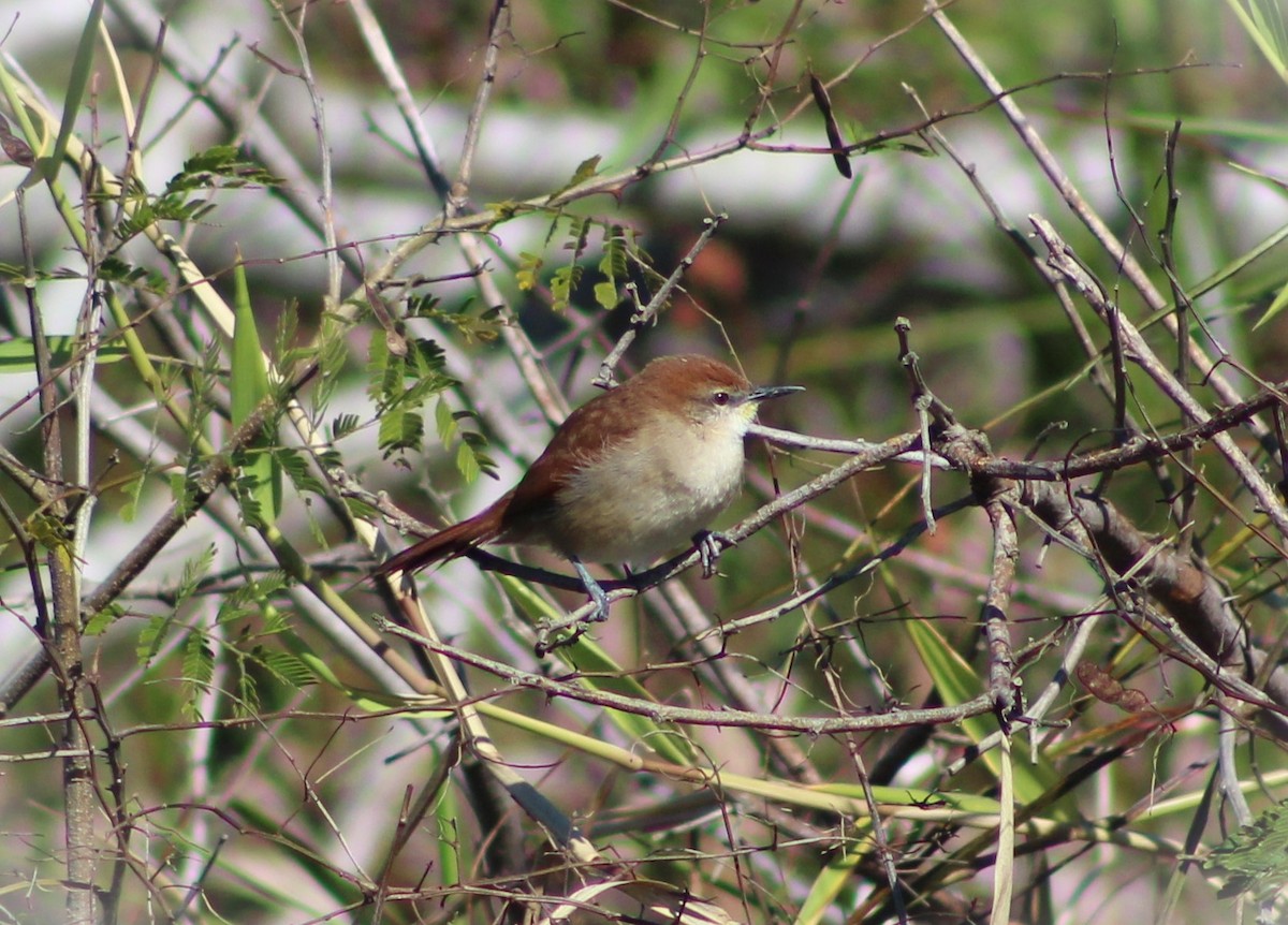 Yellow-chinned Spinetail - ML619742647