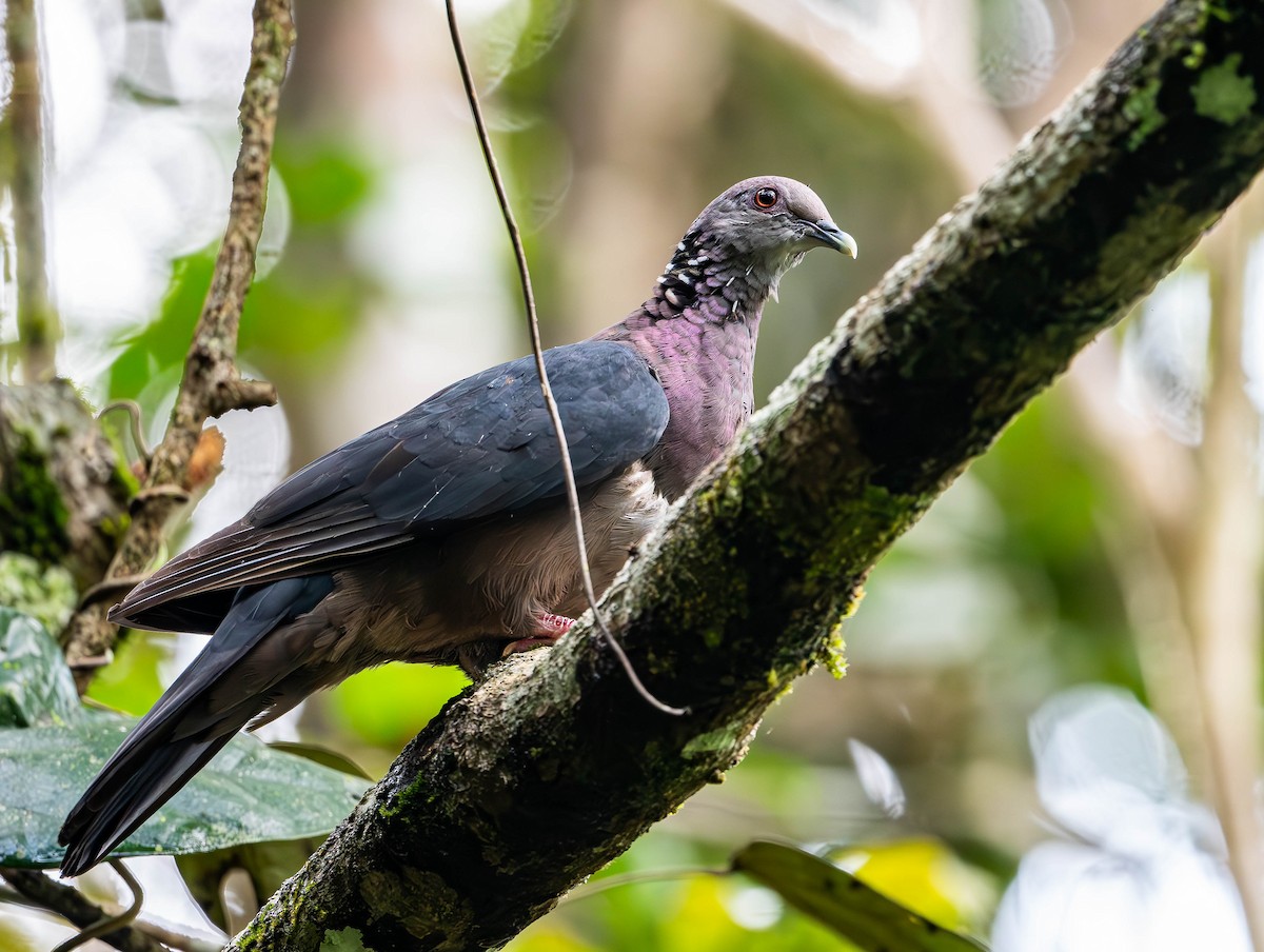 Sri Lanka Wood-Pigeon - ML619742649