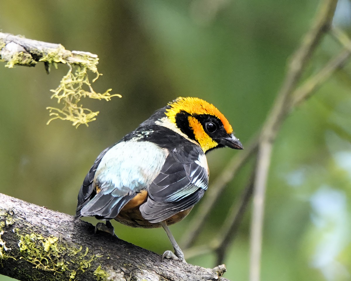 Flame-faced Tanager - ML619742679