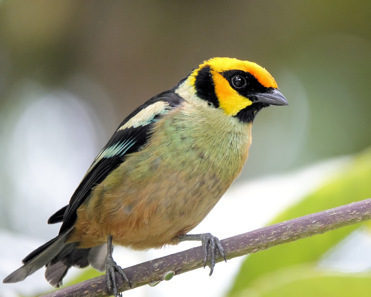 Flame-faced Tanager - ML619742682