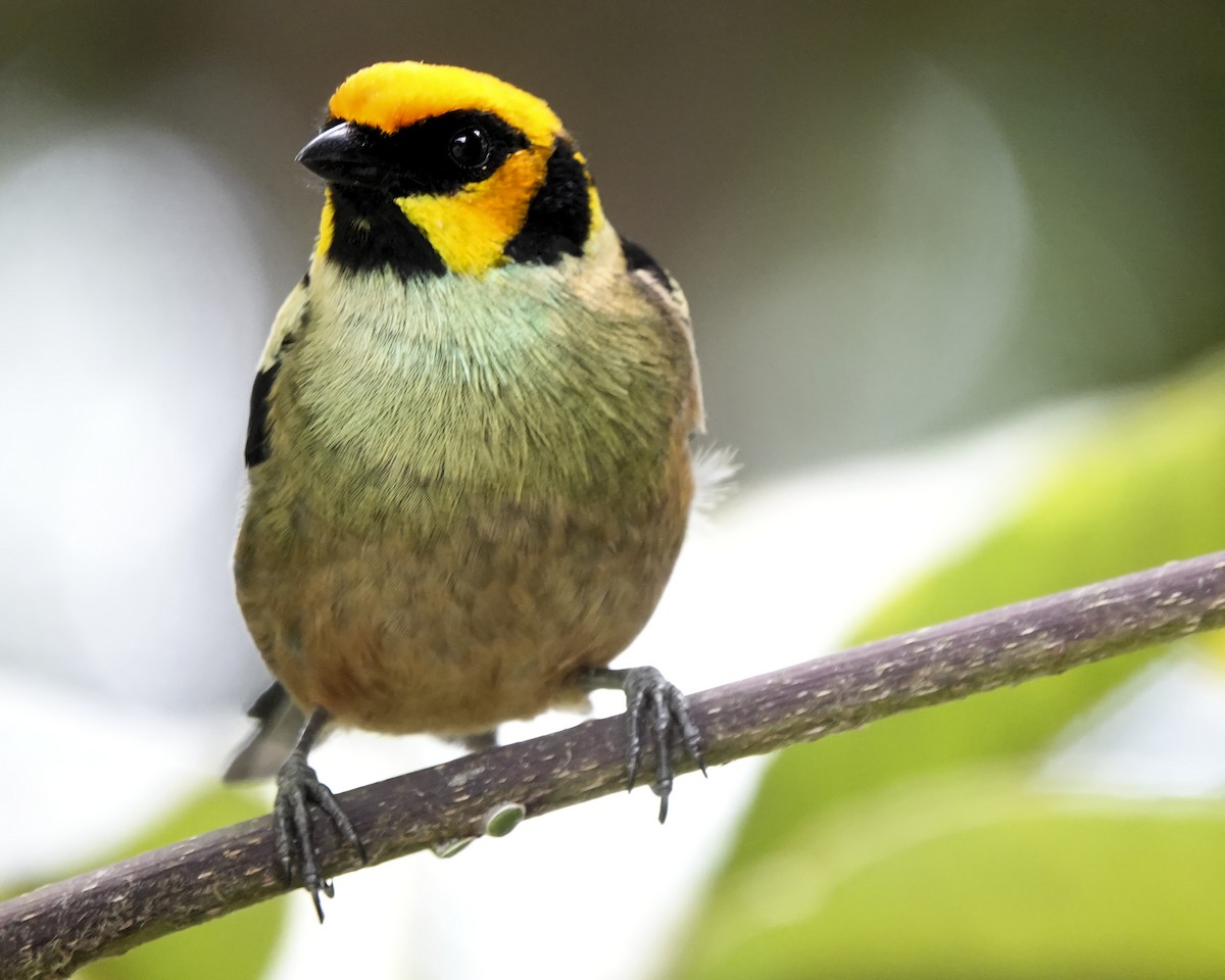 Flame-faced Tanager - ML619742684