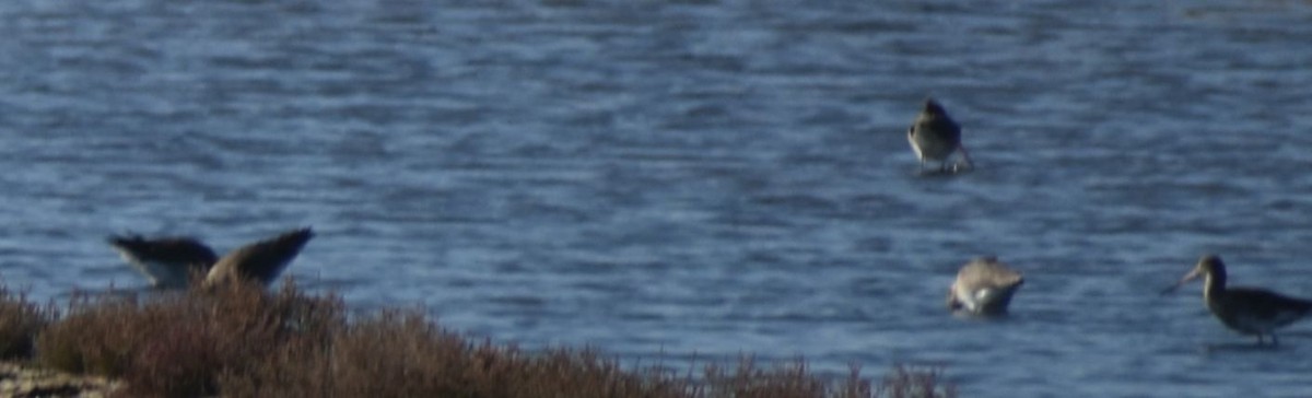 Black-tailed Godwit - ML619742691