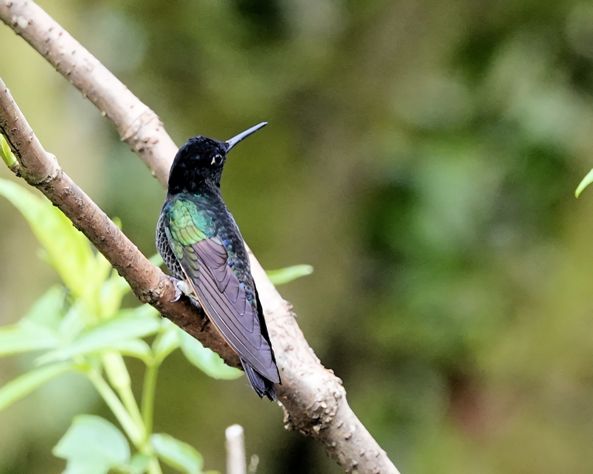 kolibřík hyacintový - ML619742697