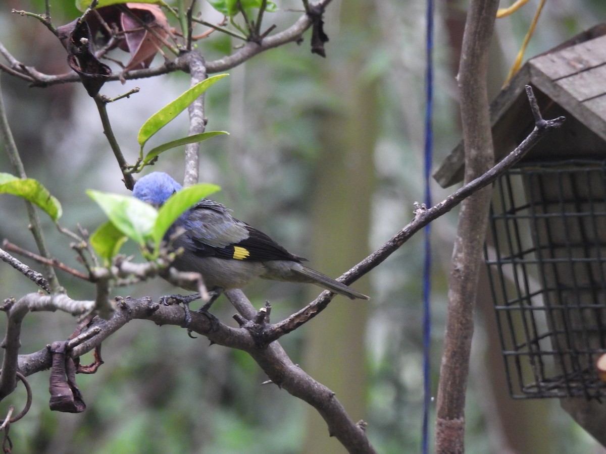 Yellow-winged Tanager - ML619742737