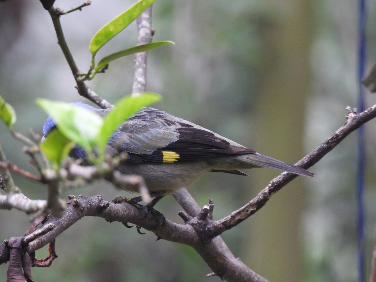 Yellow-winged Tanager - ML619742738