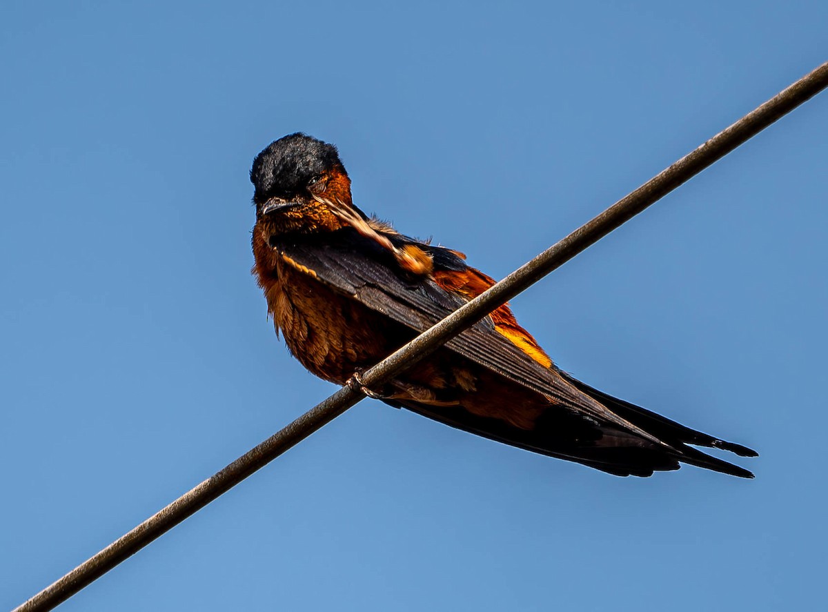 Sri Lanka Swallow - ML619742752