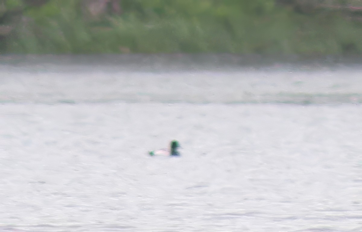Greater/Lesser Scaup - ML619742755