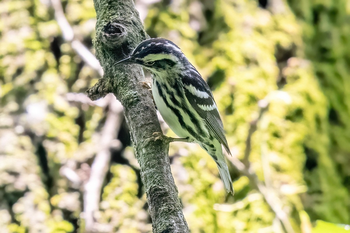 Black-and-white Warbler - ML619742831