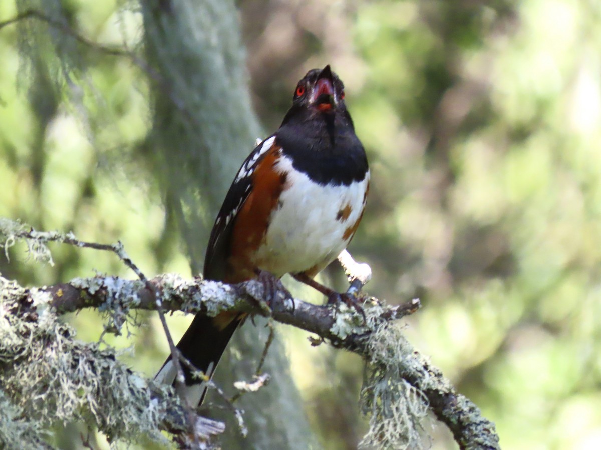 Spotted Towhee - ML619742853