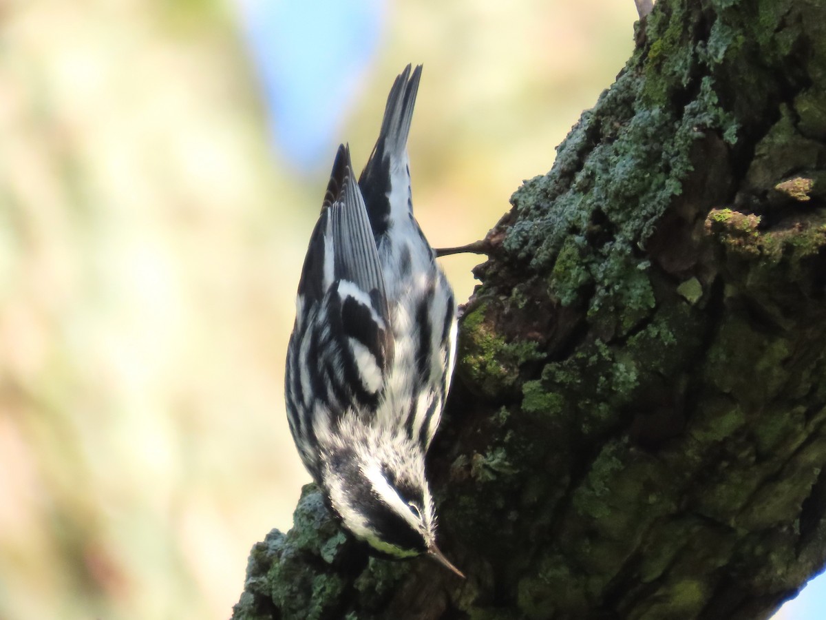 Black-and-white Warbler - ML619742869
