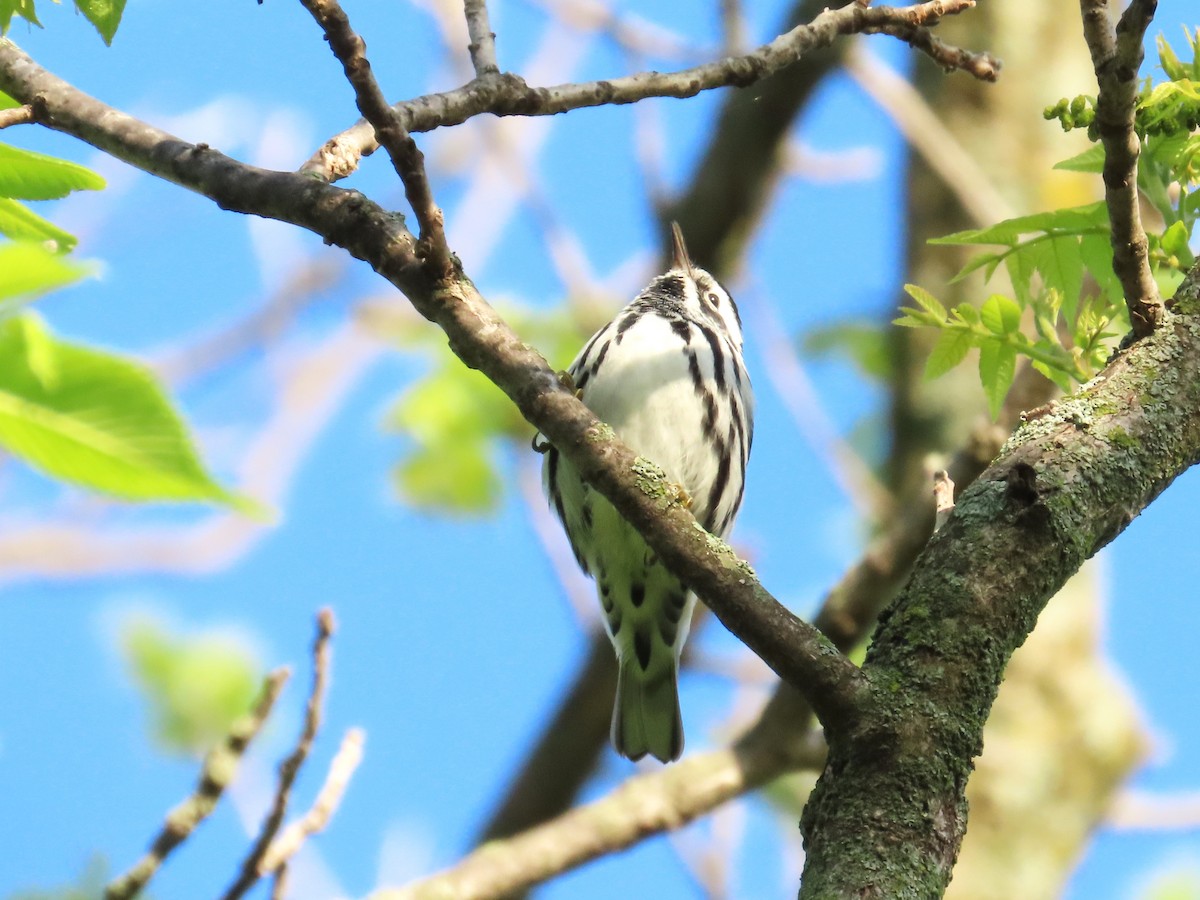 Black-and-white Warbler - ML619742870