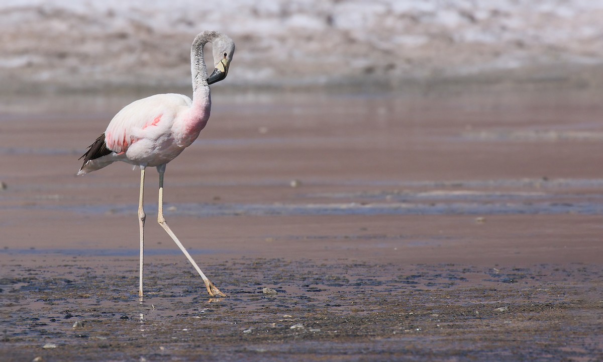Andean Flamingo - ML619742918